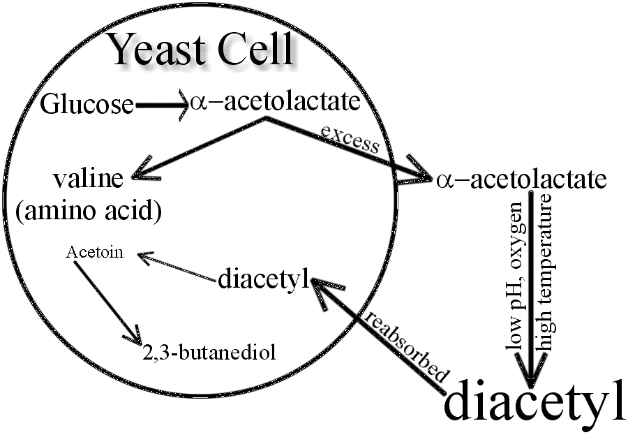 Diagram of how yeast produce and absorb diacetyl